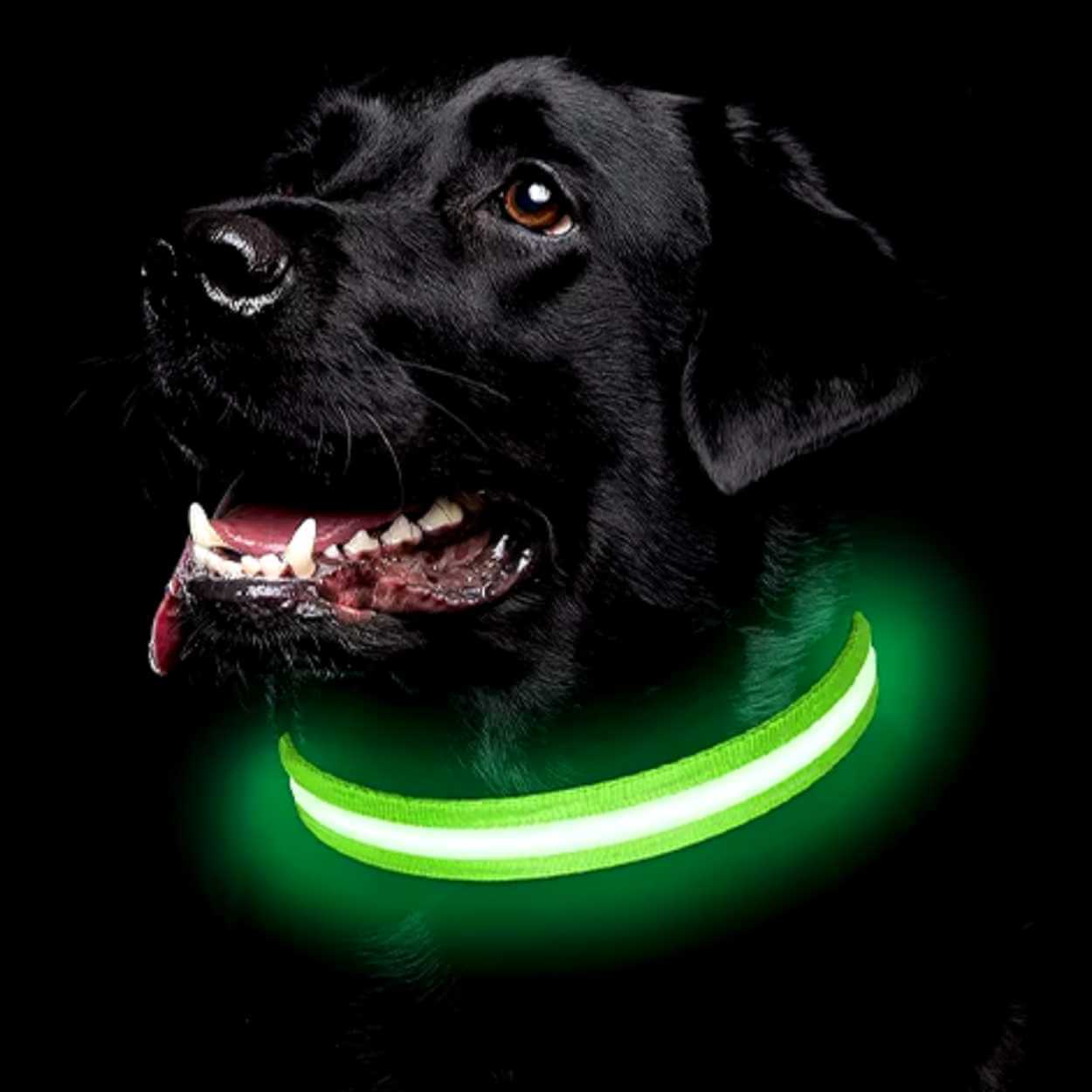 Lysande led hundhalsband grön - bild 7