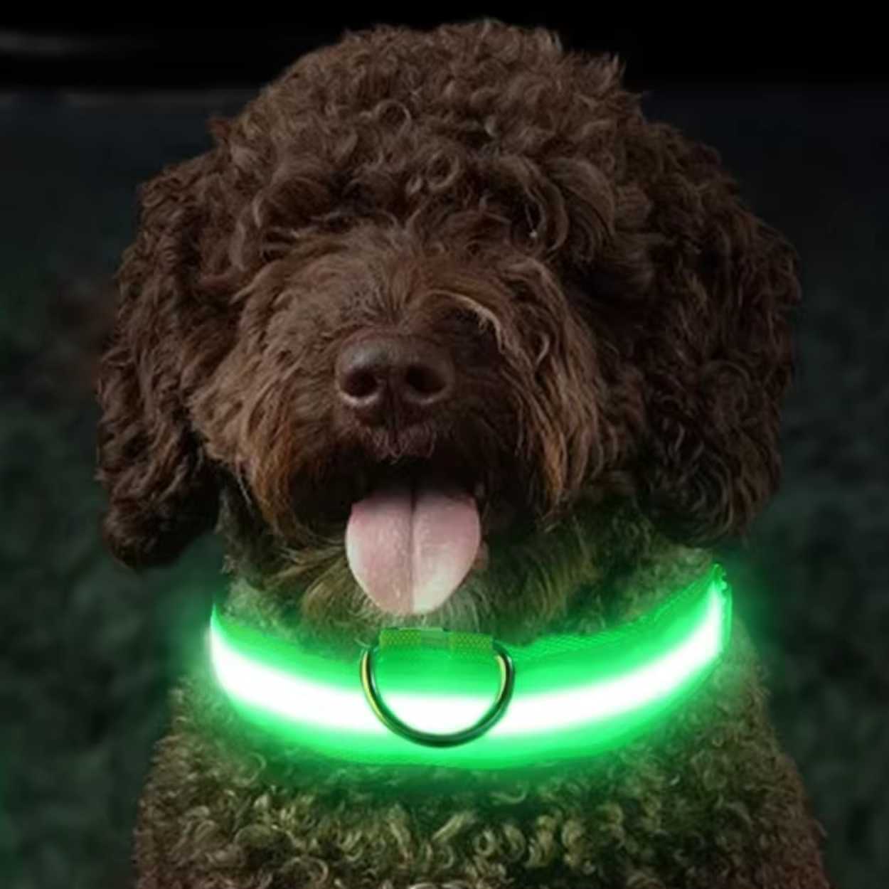 Lysande led hundhalsband grön - bild 3