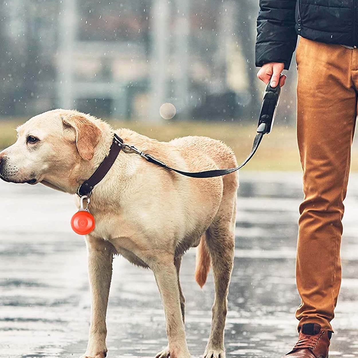 Led-lys til hundehalsbånd dyrehalsbånd rød - bilde 3
