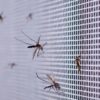 Klippbart myggnät för fönster med magnetfäste 150x180 vit