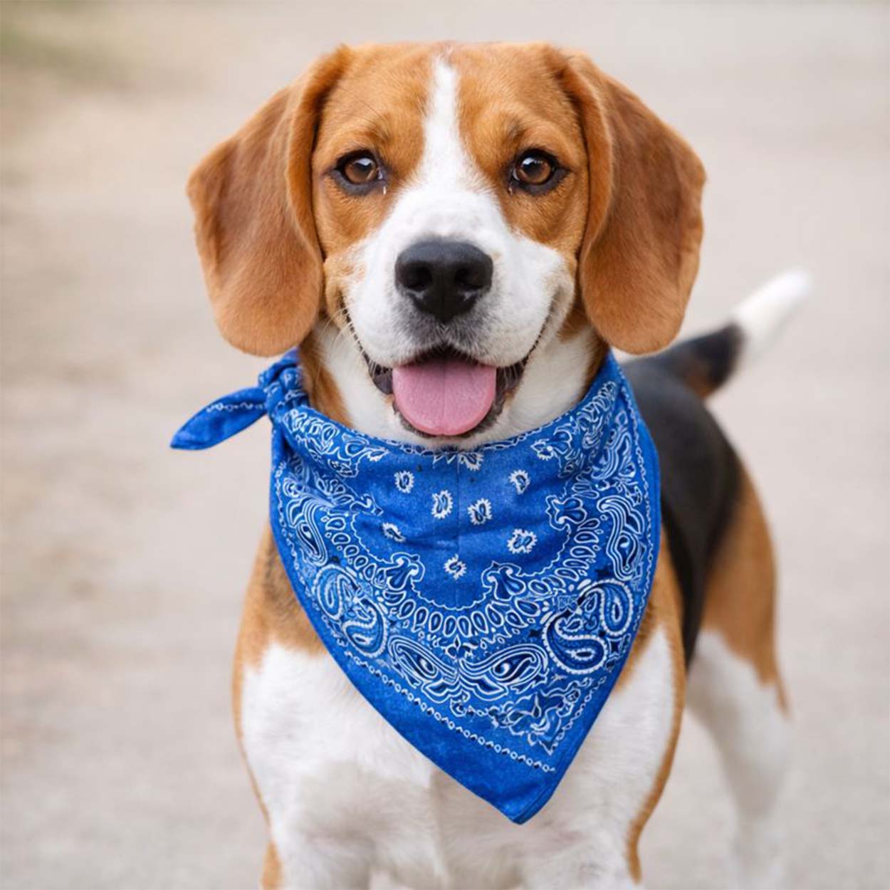 Bandana i batikfärgad 100% bomull – paisleymönster 53x53 cm, blå - bild 3